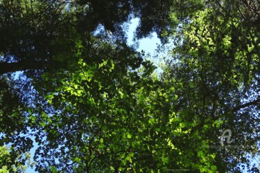 Fotografía titulada "Levez les yeux" por Sarah Leseigneur, Obra de arte original, Fotografía digital