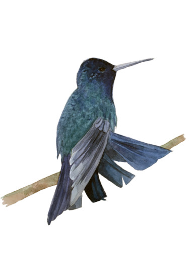 Painting titled "colibri profil.jpg" by Sarah Quarelle, Original Artwork, Watercolor