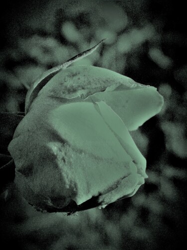 Photographie intitulée "rose blanche" par Sarai David, Œuvre d'art originale, Photographie numérique