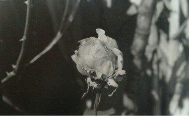 Fotografia intitulada "rosa-1.jpg" por Sara Oliveira, Obras de arte originais