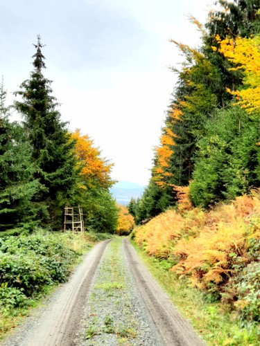 Фотография под названием "Harz" - Oleksandra Tverdokhlib, Подлинное произведение искусства, Не манипулируемая фотография