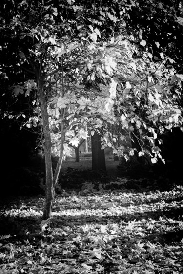 Photography titled "Light tree" by Sasha Rzhondkovsky, Original Artwork, Analog photography