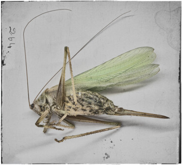 Photography titled "Grasshopper corpse" by Sasha Rzhondkovsky, Original Artwork, Manipulated Photography
