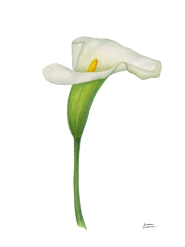 Painting titled "White Calla" by Sasha Solomon, Original Artwork, Watercolor