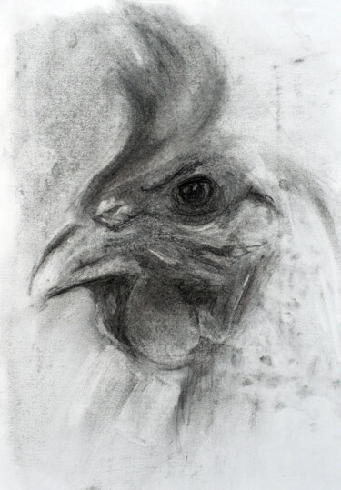 Drawing titled "Sketch IV - Chicken" by Sbboursot, Original Artwork, Charcoal