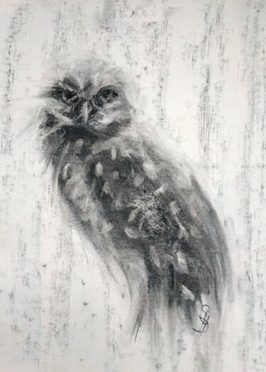 Drawing titled "Burrowing Owl" by Sbboursot, Original Artwork, Charcoal