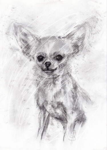 Σχέδιο με τίτλο "Chihuahua" από Sbboursot, Αυθεντικά έργα τέχνης, Κάρβουνο
