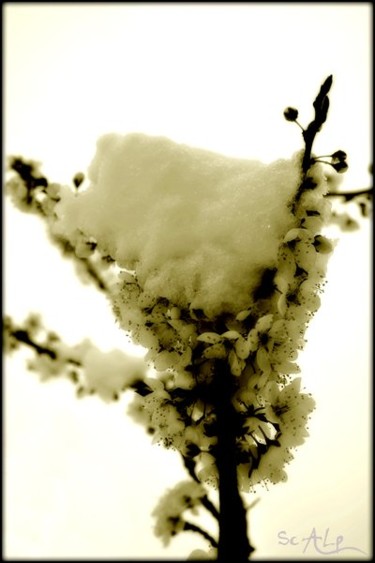 Photography titled "HANAMI SNOW" by Scalp, Original Artwork