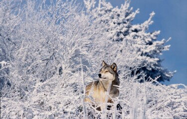 Photography titled "loup dans la neige" by Pierre Schwartz, Original Artwork, Analog photography