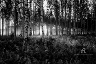 Photography titled "Birch forest - Savo…" by Scott Gregory Banner, Original Artwork, Digital Photography