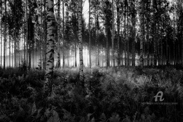 Fotografie getiteld "Birch forest - Savo…" door Scott Gregory Banner, Origineel Kunstwerk, Digitale fotografie