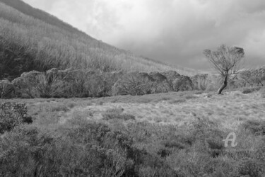 Photography titled "Alpine forest - Sno…" by Scott Gregory Banner, Original Artwork, Digital Photography
