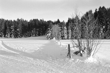 Fotografie getiteld "Fence and forest -…" door Scott Gregory Banner, Origineel Kunstwerk, Film fotografie