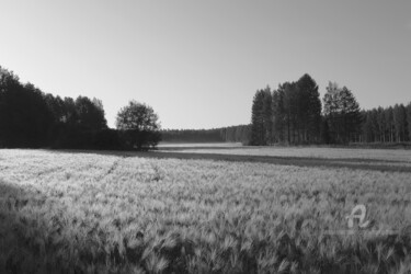 摄影 标题为“Wheat field and for…” 由Scott Gregory Banner, 原创艺术品, 数码摄影