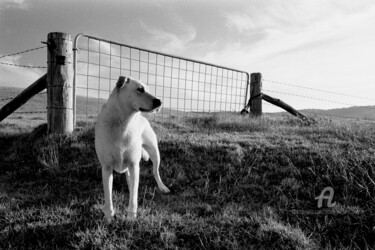 Fotografia intitolato "Dog about to run -…" da Scott Gregory Banner, Opera d'arte originale, fotografia a pellicola