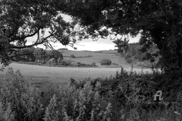 Fotografia intitolato "Field and cattle -…" da Scott Gregory Banner, Opera d'arte originale, Fotografia digitale