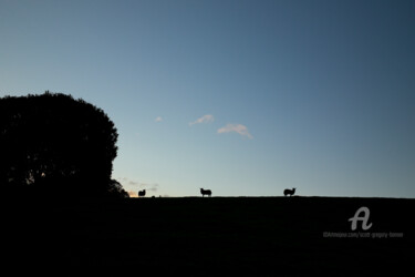 Fotografia intitulada "Sheep grazing - Kir…" por Scott Gregory Banner, Obras de arte originais, Fotografia digital