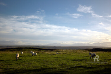 Fotografie getiteld "Sheep grazing - Onc…" door Scott Gregory Banner, Origineel Kunstwerk, Digitale fotografie