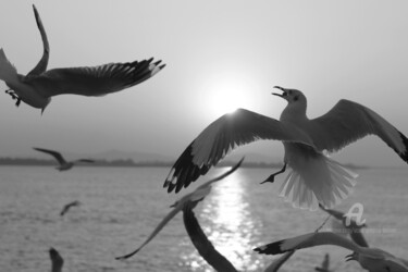 Fotografia intitulada "Seagulls feeding -…" por Scott Gregory Banner, Obras de arte originais, Fotografia digital