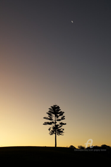Fotografia zatytułowany „Tree on a hill - Sy…” autorstwa Scott Gregory Banner, Oryginalna praca, Fotografia cyfrowa