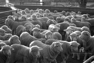 Fotografia intitolato "Sheep in a farm pen…" da Scott Gregory Banner, Opera d'arte originale, fotografia a pellicola