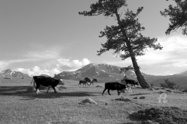 Fotografia intitolato "Cattle on the move…" da Scott Gregory Banner, Opera d'arte originale, Fotografia digitale