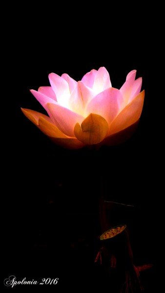 Fotografie getiteld "lotusnbl16-0-2.jpg" door Scyamn Mesmerizing, Origineel Kunstwerk, Digitale fotografie