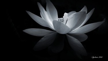Fotografia intitulada "Lotus" por Scyamn Mesmerizing, Obras de arte originais, Fotografia digital