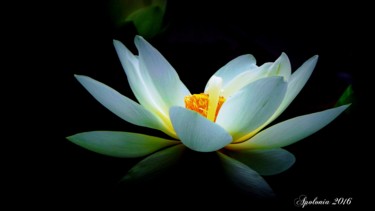 Photographie intitulée "Tendre lotus" par Scyamn Mesmerizing, Œuvre d'art originale, Photographie numérique