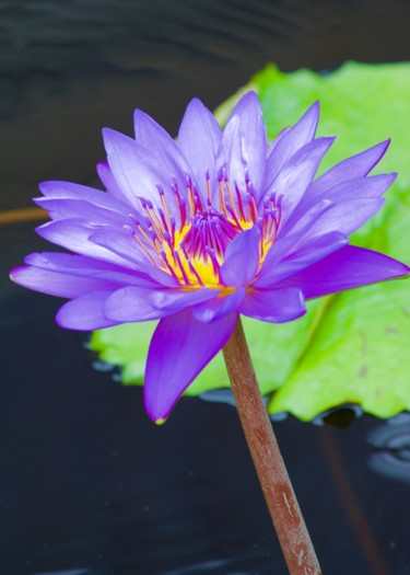 Purple Water Lily Photography titled "Purple Water Lily" by Stephen D. Smith, Original Art, Digital Photography