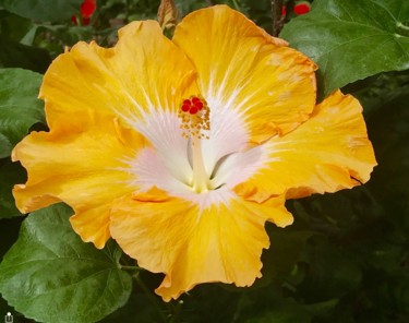 Photography titled "Yellow Hibiscus Blo…" by Stephen D. Smith, Original Artwork, Digital Photography