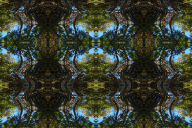 Digitale Kunst getiteld "Forest Abstract 80" door Kenneth Grzesik, Origineel Kunstwerk, 2D Digital Work