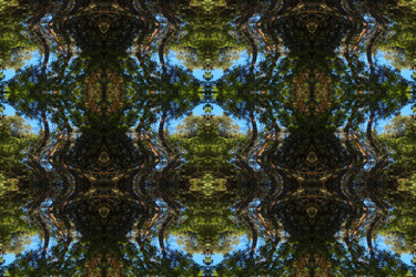 Digital Arts titled "Forest Abstract 80" by Kenneth Grzesik, Original Artwork, 2D Digital Work