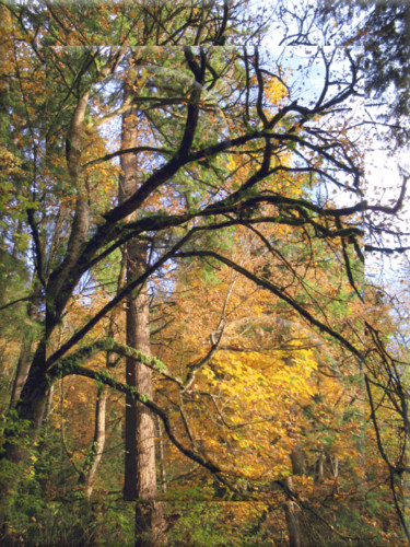 Fotografia intitulada "Autumn View 8" por Kenneth Grzesik, Obras de arte originais, Fotografia Manipulada