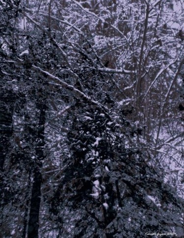 Digital Arts titled "Winter Forest 19" by Kenneth Grzesik, Original Artwork, Photo Montage