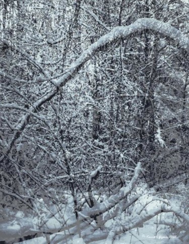Digital Arts titled "Winter Forest 29" by Kenneth Grzesik, Original Artwork, Digital Painting