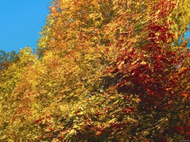 Digital Arts titled "Autumnation 25" by Kenneth Grzesik, Original Artwork, Digital Painting
