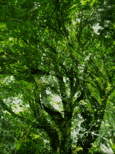 Digitale Kunst mit dem Titel "Mystic Forest 2" von Kenneth Grzesik, Original-Kunstwerk, Digitale Malerei