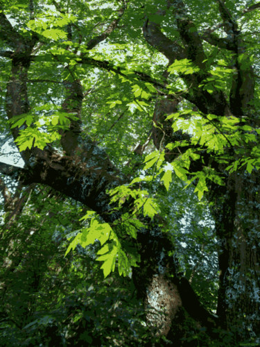 Arts numériques intitulée "Mystic Forest 3" par Kenneth Grzesik, Œuvre d'art originale, Peinture numérique