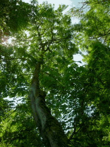 Arts numériques intitulée "Mystic Forest 6" par Kenneth Grzesik, Œuvre d'art originale, Peinture numérique