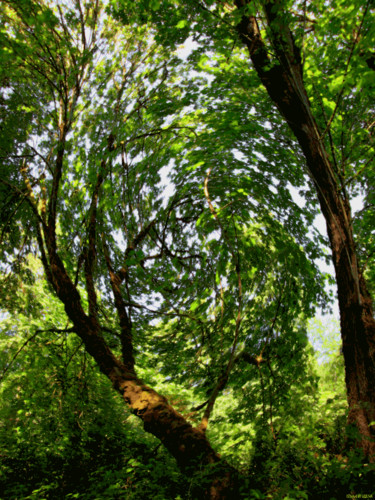 Arts numériques intitulée "Mystic Forest 8" par Kenneth Grzesik, Œuvre d'art originale, Peinture numérique