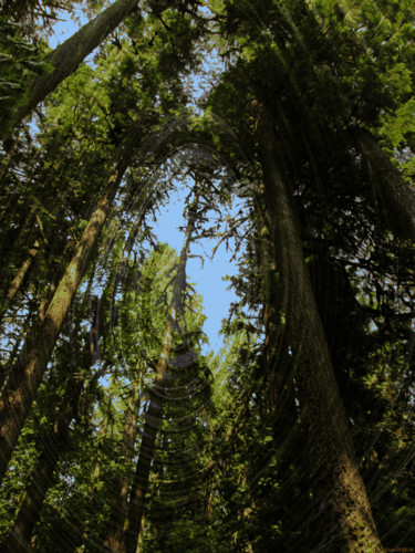 Arts numériques intitulée "Mystic Forest 21" par Kenneth Grzesik, Œuvre d'art originale, Peinture numérique