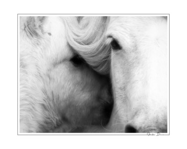 Photographie intitulée "Wild horses" par Sébastien Bance, Œuvre d'art originale, Photographie numérique