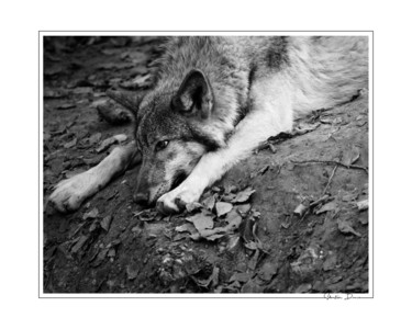 Photographie intitulée "Danse avec les loup…" par Sébastien Bance, Œuvre d'art originale, Photographie numérique
