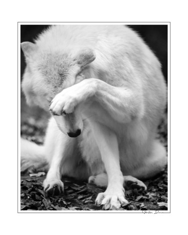 Photography titled "Danse avec les loup…" by Sébastien Bance, Original Artwork, Digital Photography