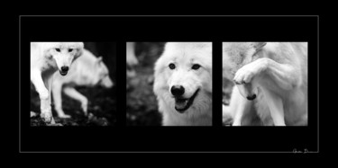 Wolves Photographie intitulée "Wolves" par Sébastien Bance, Œuvre d'art originale, Photographie numérique