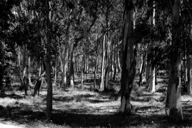 Fotografia intitolato "alberi" da Sebastiano Lantieri, Opera d'arte originale, Fotografia non manipolata