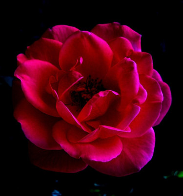 Photographie intitulée "rose" par Sébastien Darroman, Œuvre d'art originale, Photographie manipulée