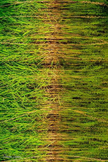 Photographie intitulée "Roseaux verticaux" par Sebastien Leichner, Œuvre d'art originale, Photographie manipulée