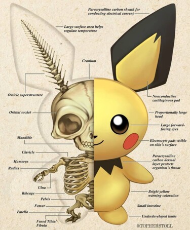 Unbelievable ! Artist reveals weird anatomy of Pikachu and Pokemon